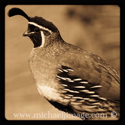 "quail"
rio verde, az.